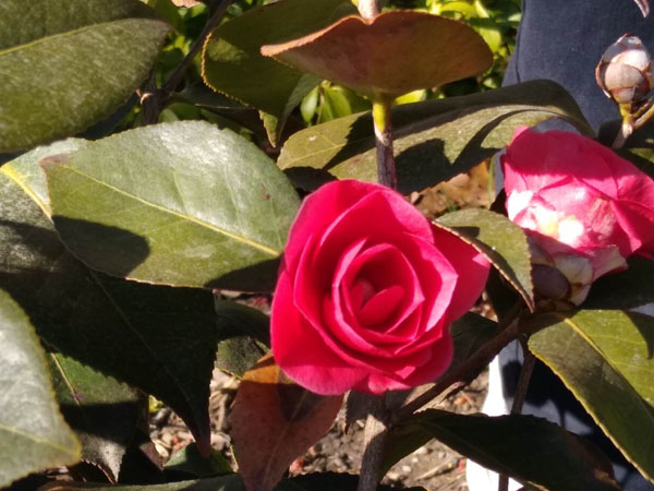 Camellia First Bloom March 2023